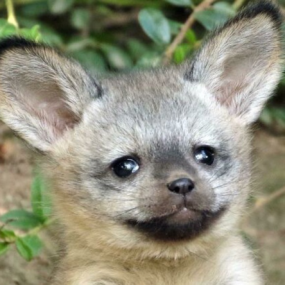 Meet your Posher, Jack - Picture 1 of 1